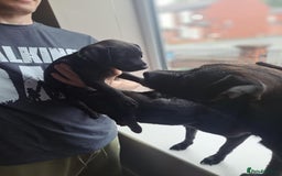 Patterdale Terrier dogs for sale: Patterdale pups - Image 7