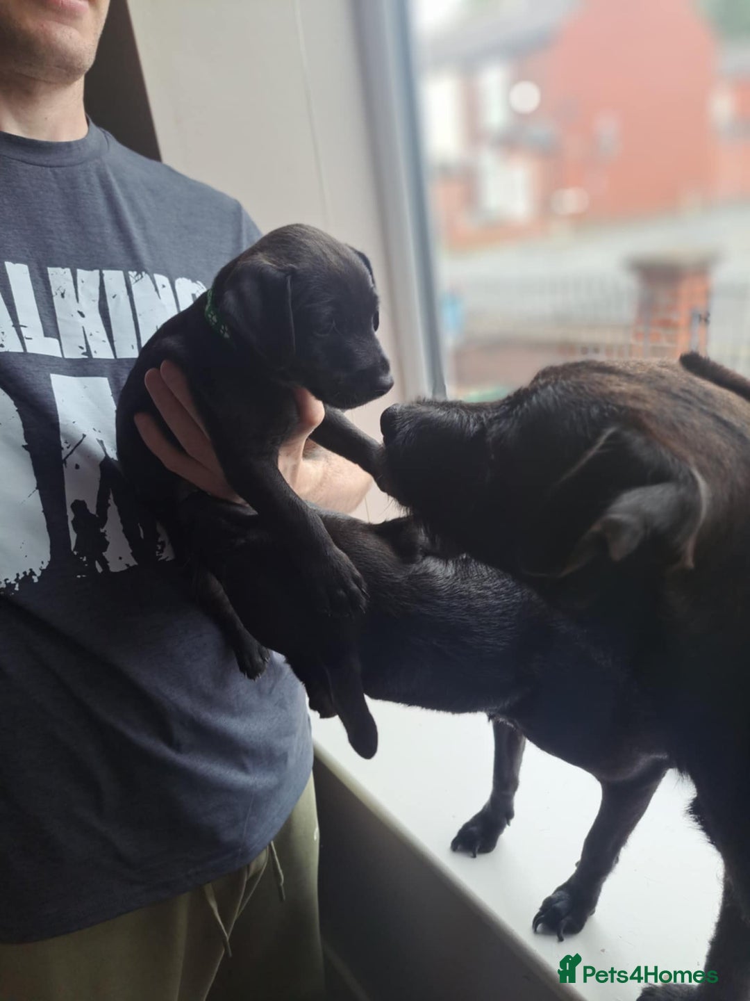 Patterdale Terrier dogs for sale: Patterdale pups - Image 7