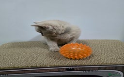 British Shorthair cats for sale: Beautiful British shorthair kittens - Image 5