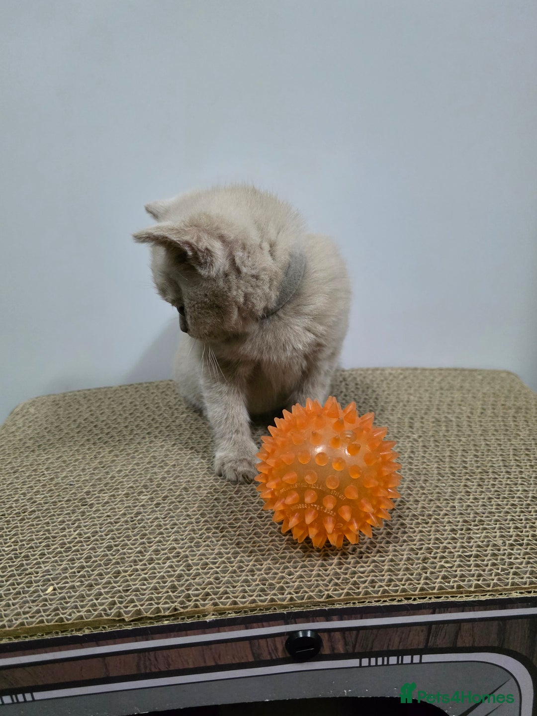 British Shorthair cats for sale: Beautiful British shorthair kittens - Image 5