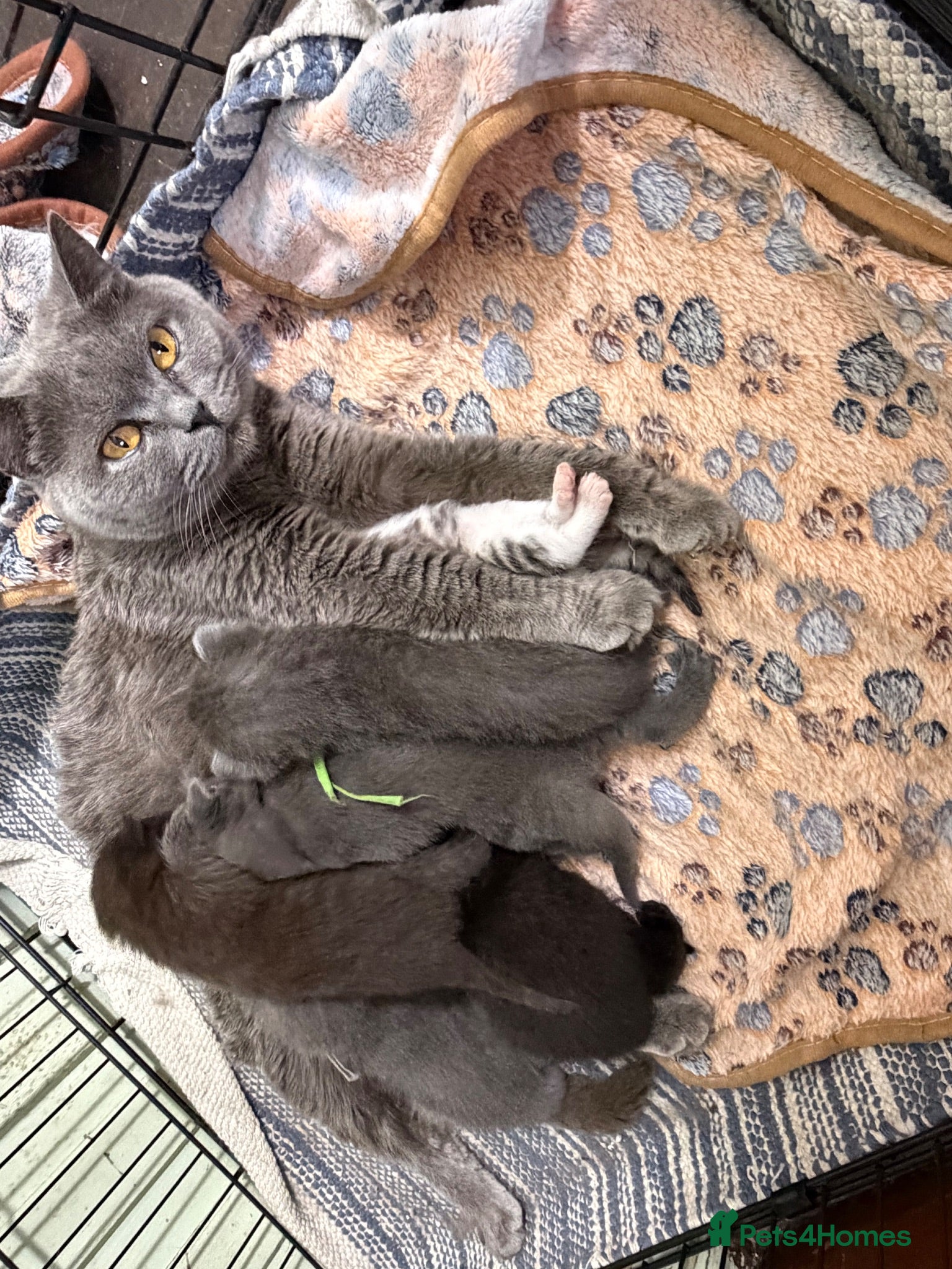 British Shorthair cats British Shorthair kittens various colours  - Advert 1