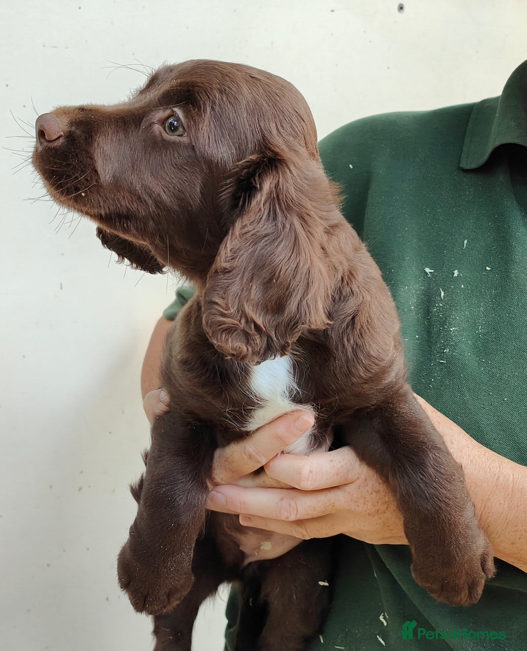 Sprocker dogs for sale: Lovely sprocker girl  - Image 9