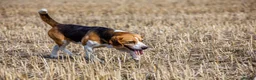 Beagle dogs for stud: Proven Beagle stud Dog, Ozzy in Newtown - Advert 2