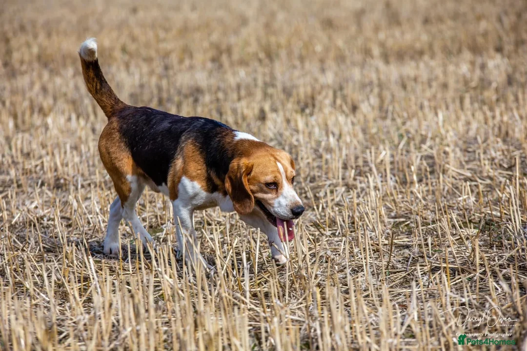 Beagle dogs for stud: Proven Beagle stud Dog, Ozzy in Newtown - Advert 2