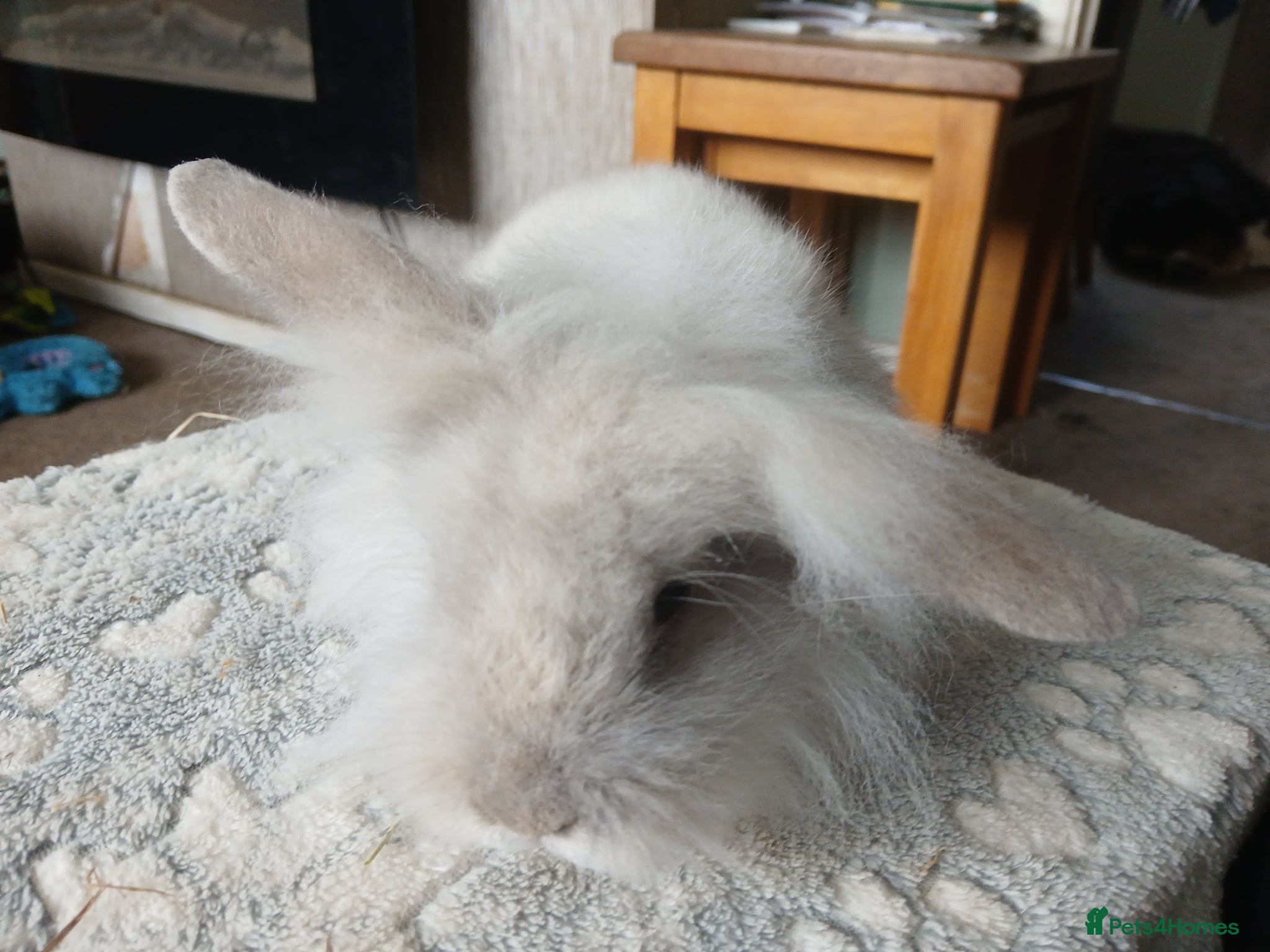 Mini Lion Lop rabbits Stunning DM Lionhead x minilop female baby rabbit  - Advert 3