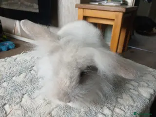 Mini Lion Lop rabbits Stunning DM Lionhead x minilop female baby rabbit - Advert 3