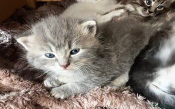 Perdoll cats for sale: FLUFFY PERDOLL KITTENS - Image 1