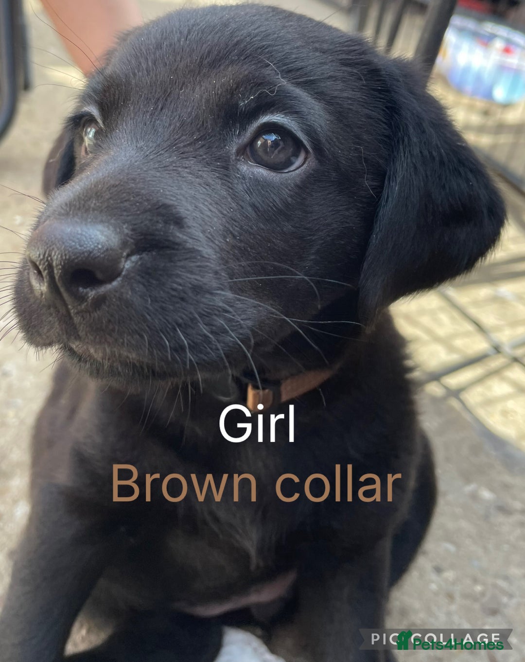 Mixed Breed dogs for sale: YOUR NEW BEST FRIEND IS WAITING!  - Image 2