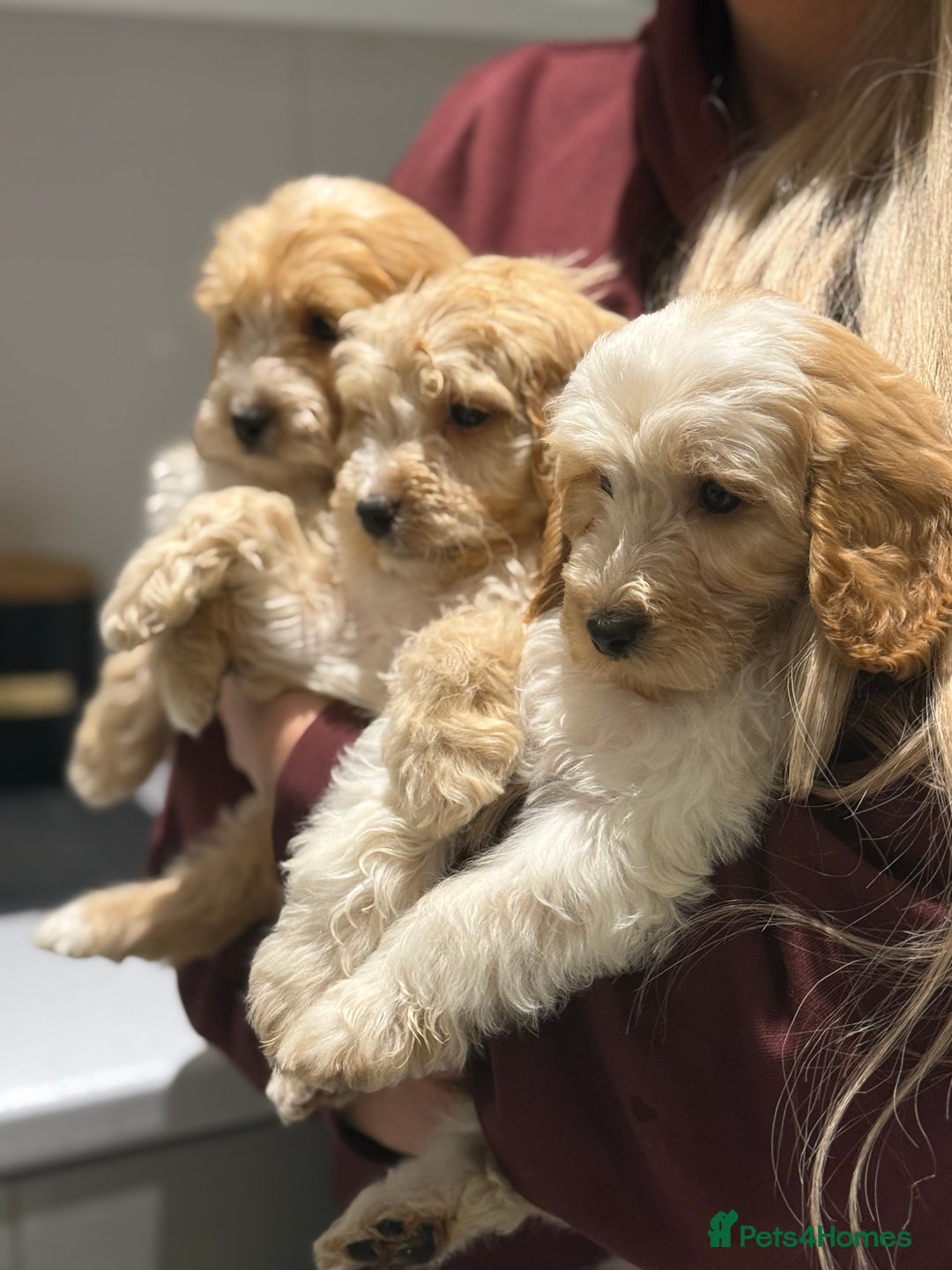 Cavapoo dogs for sale: F1 CAVAPOOS BOYS AND GIRLS - Advert 1