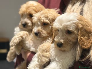 Cavapoo dogs F1 CAVAPOOS BOYS AND GIRLS - Advert 5