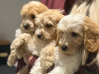 Cavapoo dogs F1 CAVAPOOS BOYS AND GIRLS - Advert 5