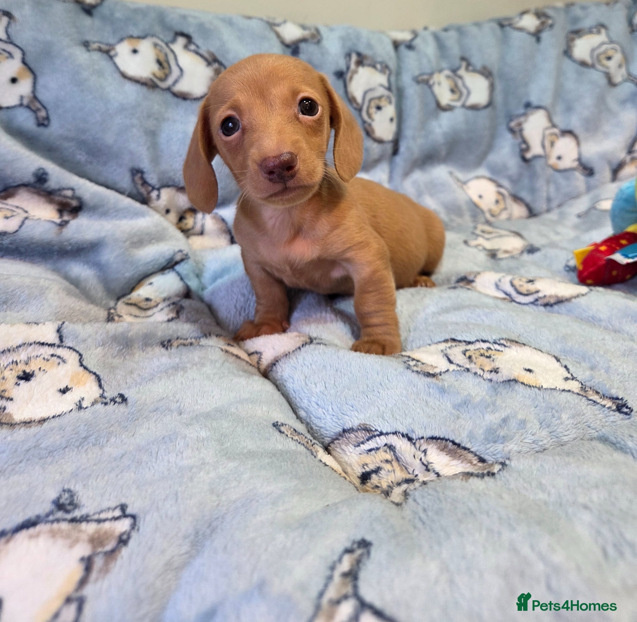 Miniature Dachshund dogs Kc Miniature Dachshunds - Advert 12