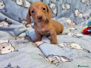 Miniature Dachshund dogs Kc Miniature Dachshund - Advert 7