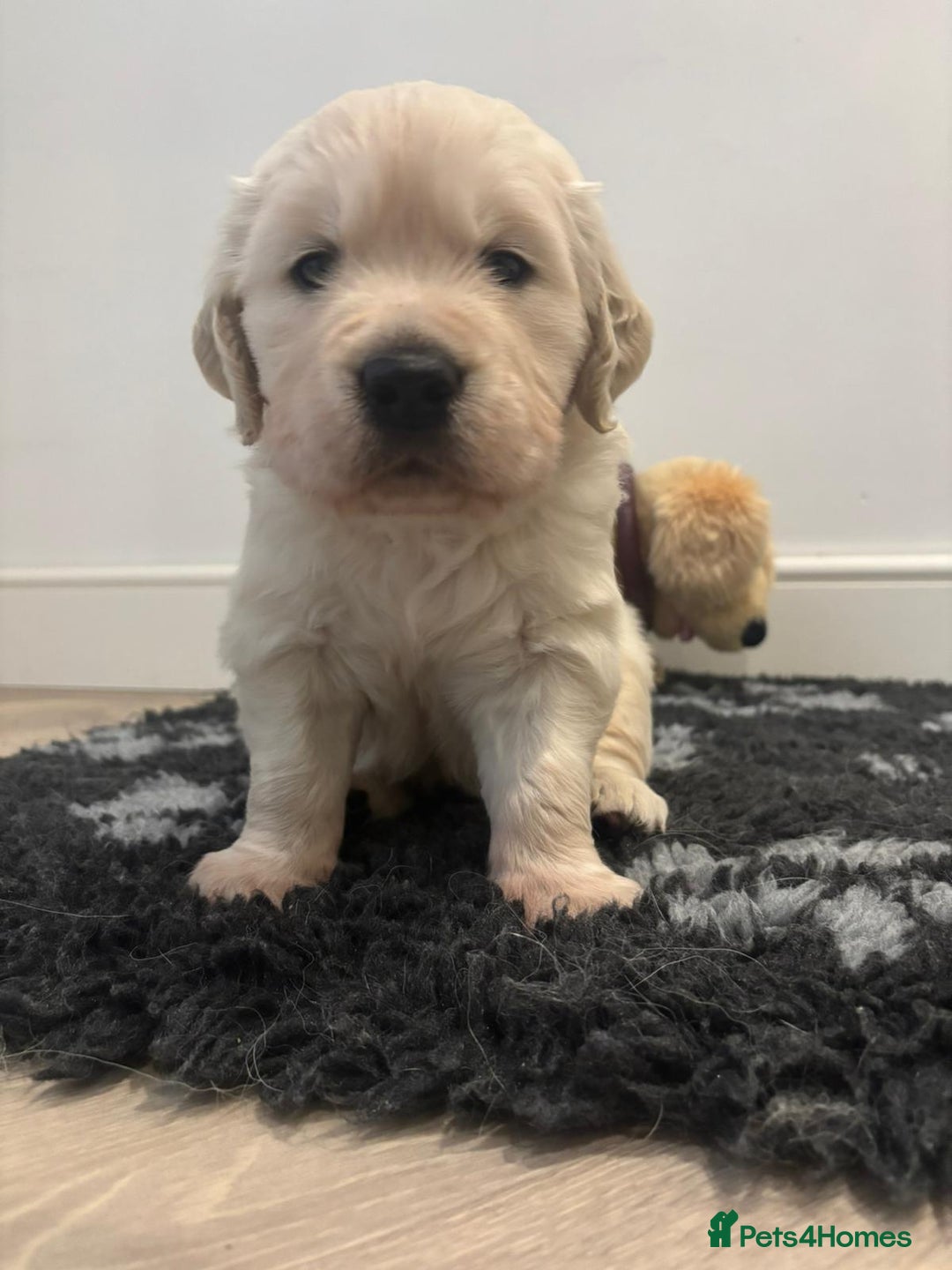 Golden Retriever dogs for sale: 1 x Male Golden Retriever - Advert 2