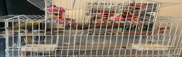 Budgerigars birds for sale: 2 budgies with there own cage set up  in Walton on the Naze - Advert 19