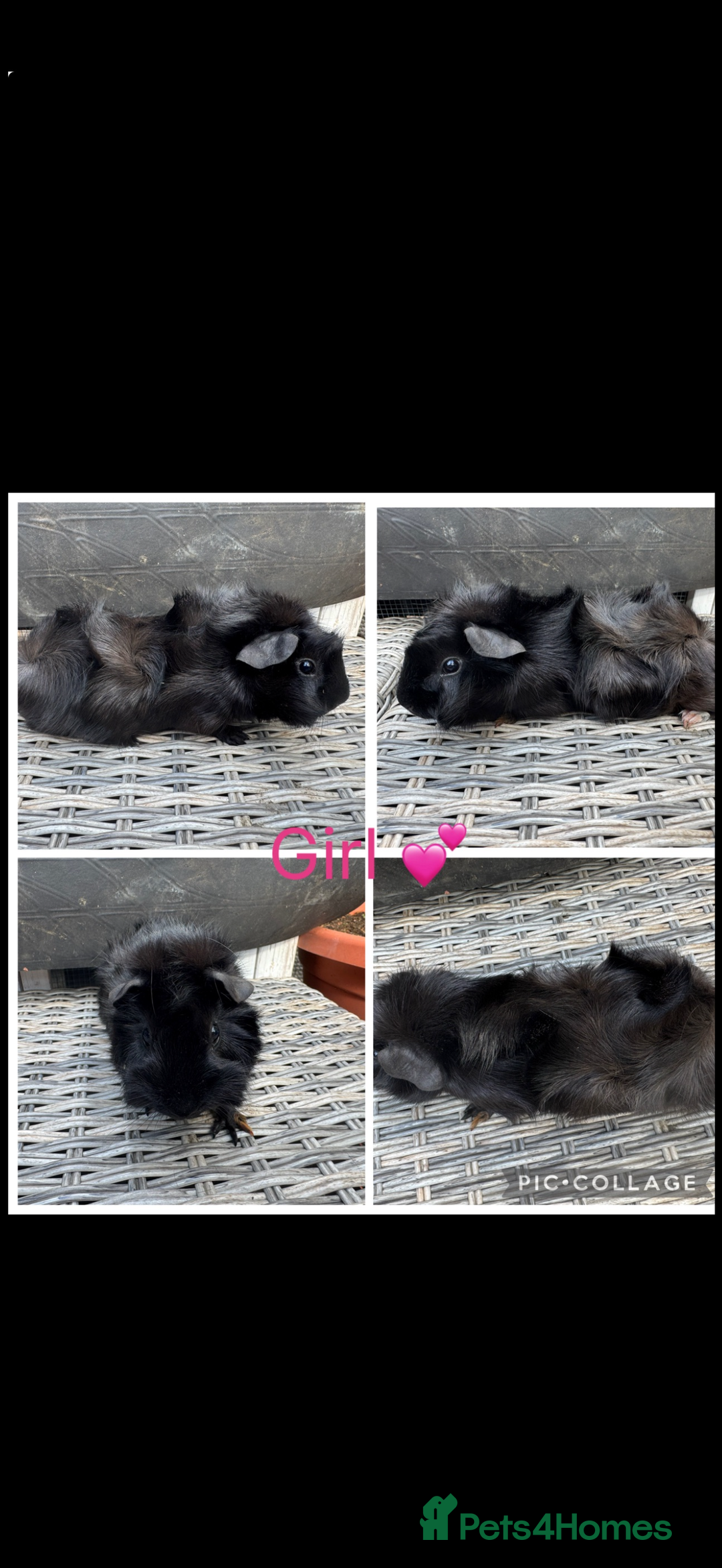Guinea Pig rodents for sale: Male & Female Guinea pigs 👀 for new laps 🥰 - Advert 33