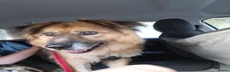 Mixed Breed dogs for adoption: Jacker for adoption in Hastings - Advert 11