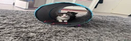 Mixed Breed cats for sale: Beautiful little kittens - Advert 24