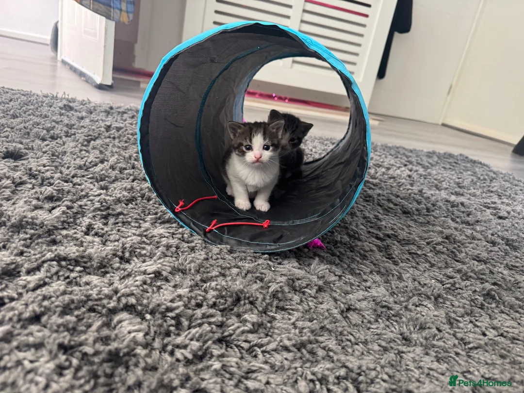 Mixed Breed cats for sale: Beautiful little kittens - Advert 24