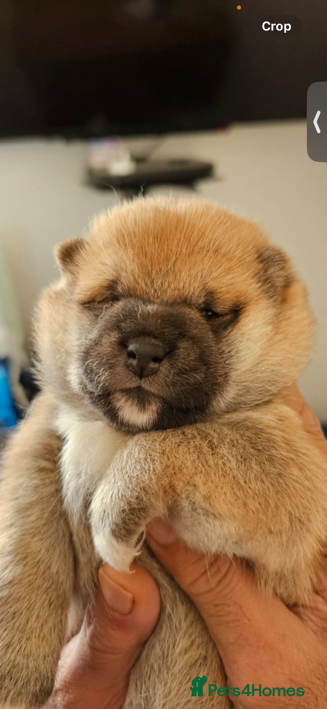Japanese Shiba Inu dogs for sale: CHUNKY AND PURE Japanese Shiba Inu - Image 2