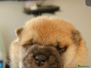 Japanese Shiba Inu dogs - Advert 7