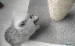 British Shorthair cats for sale: British short hair kittens  - Image 10