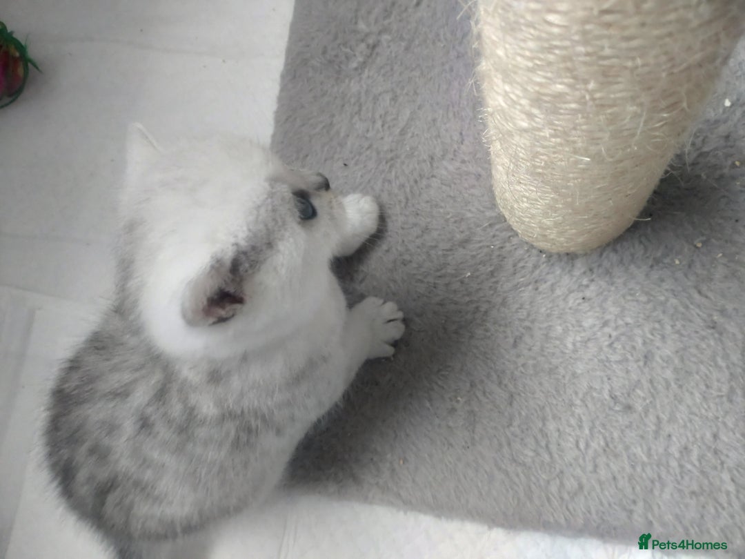 British Shorthair cats for sale: British short hair kittens  - Image 10