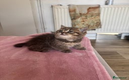 British Shorthair cats for sale: ✨Beautiful British Shorthair Kittens Ready now✨ - Image 4