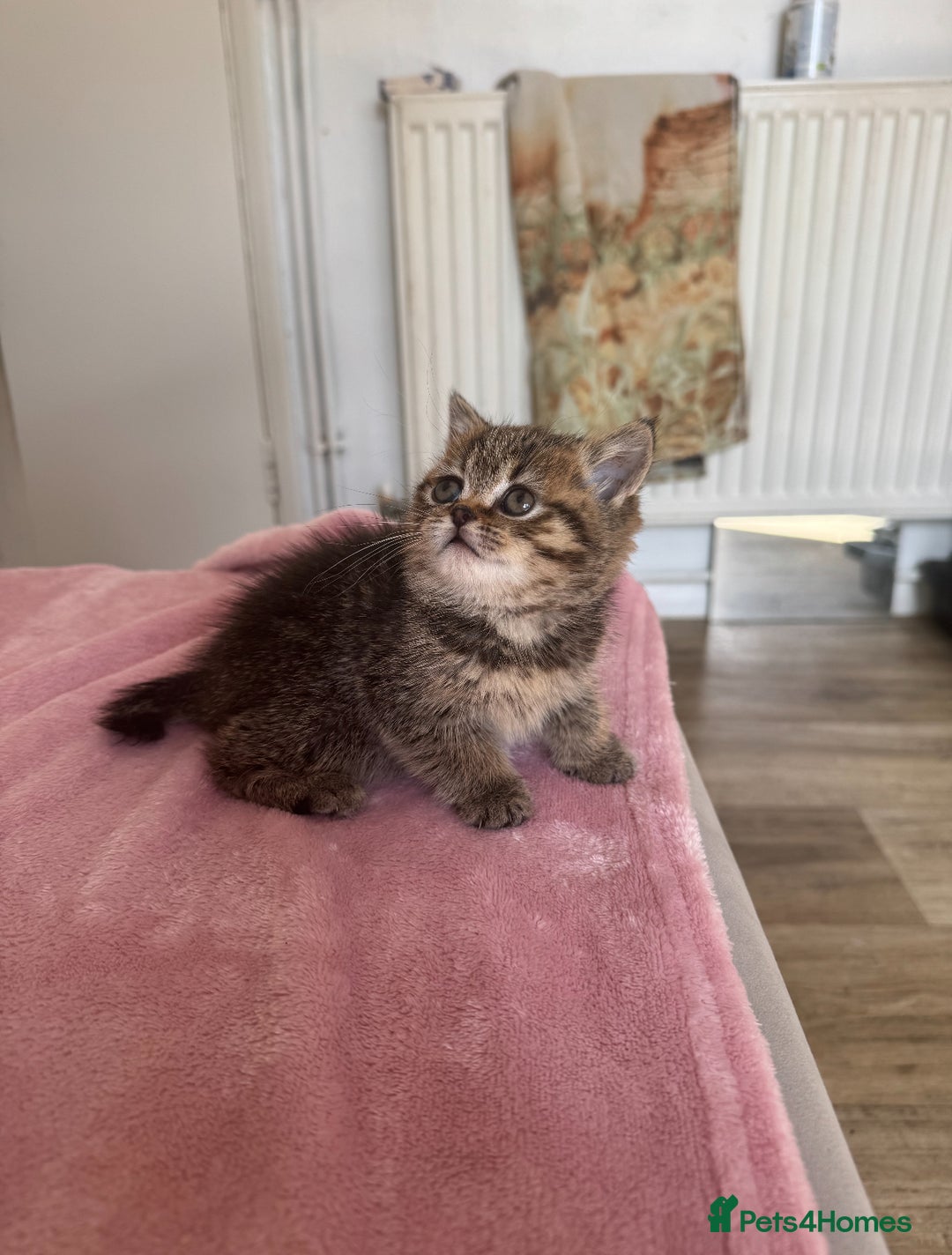 British Shorthair cats for sale: ✨Beautiful British Shorthair Kittens Ready now✨ - Image 4