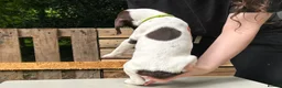 German Shorthaired Pointer dogs for sale: KC Reg GSP Pups (5 LEFT!) - Advert 17