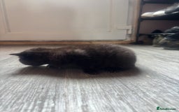 Domestic Shorthair cats for sale: Kittens for sale🥰! - Image 9