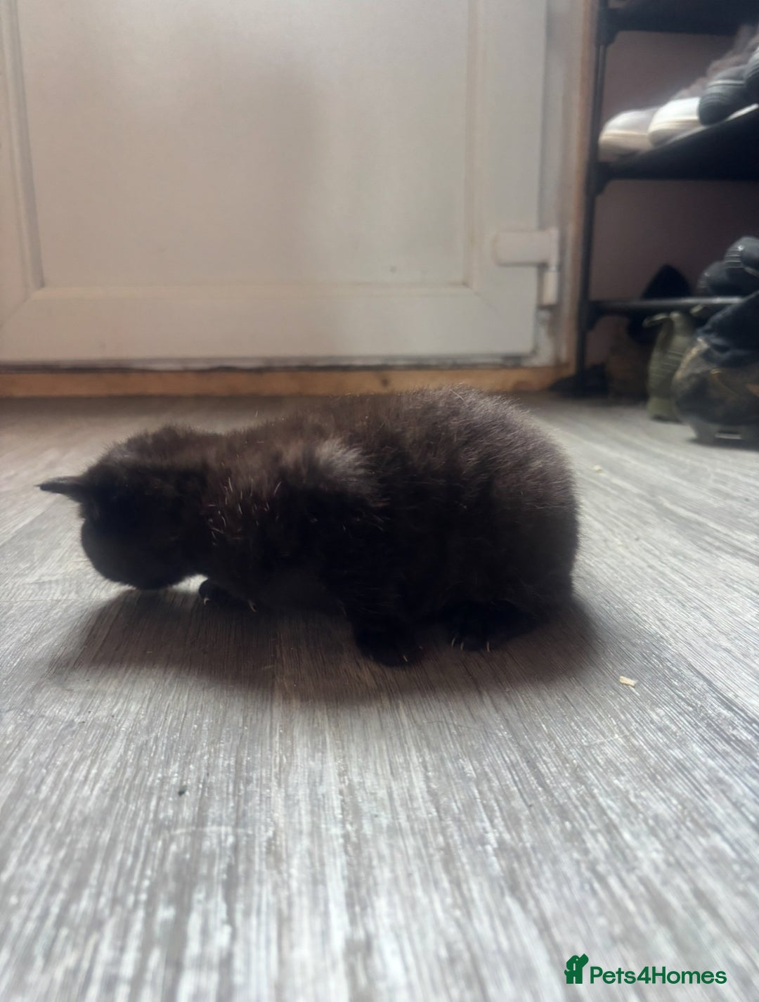 Domestic Shorthair cats for sale: Kittens for sale🥰! - Image 9