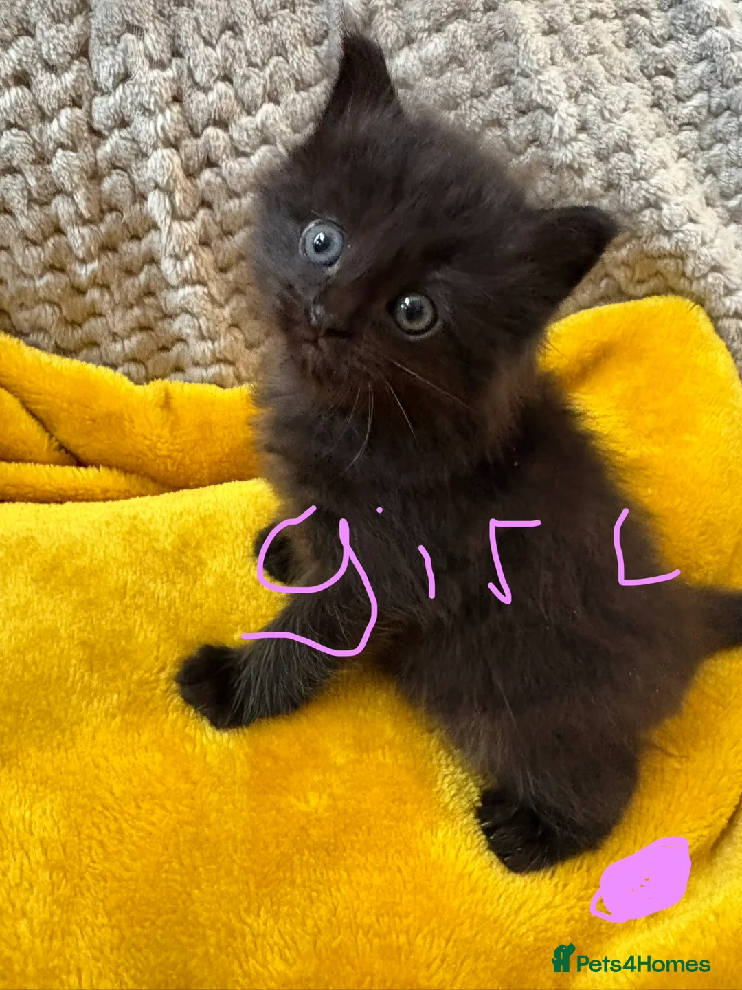 Mixed Breed cats for sale: Rag doll x macoon - Advert 2