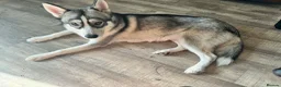 Mixed Breed dogs for sale: Huskador puppies in Southport - Advert 2