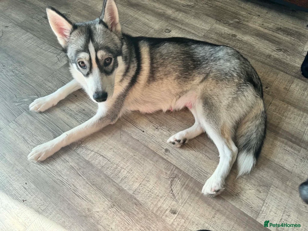Mixed Breed dogs for sale: Huskador puppies in Southport - Advert 2