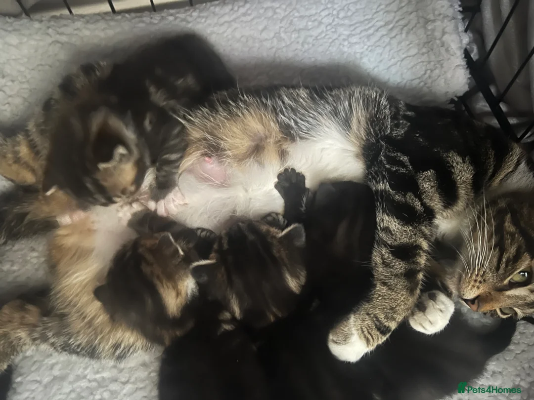 Mixed Breed cats for sale: 3 tabby kittens and 1 black kitten  - Advert 2