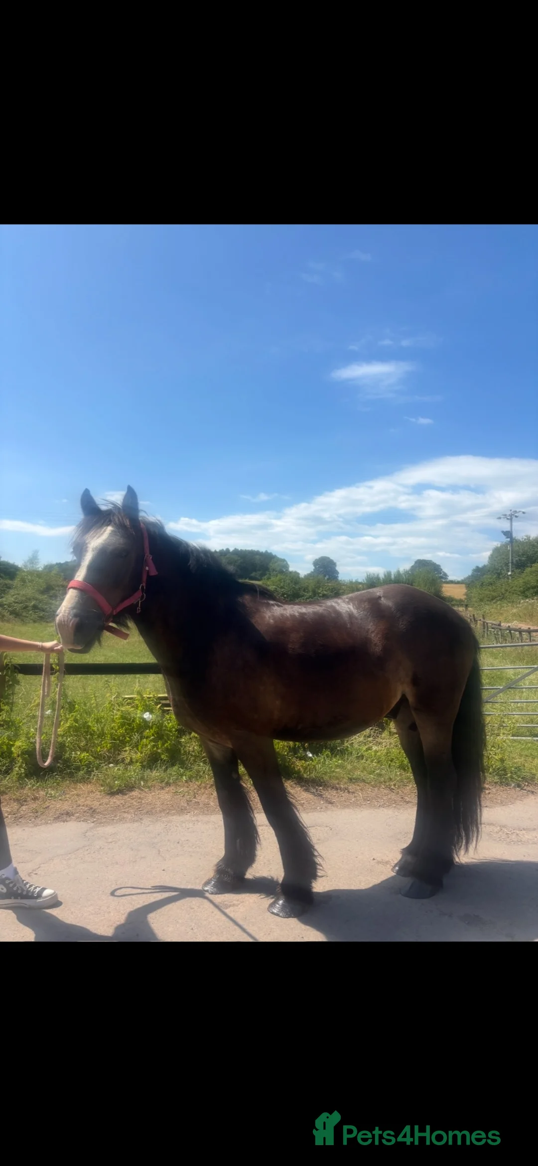 Irish Cob horses for sale: MONTY  in Newport - Advert 1