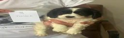 Mixed Breed dogs for sale: Cocker Spaniel x Cavapoo puppies available  - Advert 7