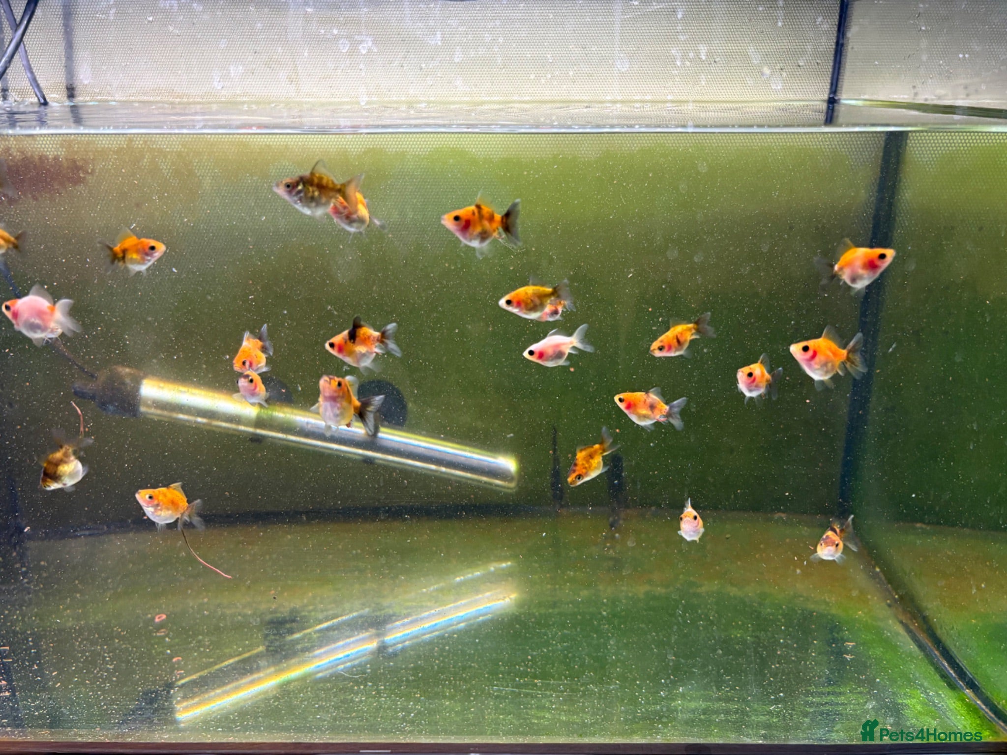 Fancy Goldfish fish Ryukin fry for sale  - Advert 5