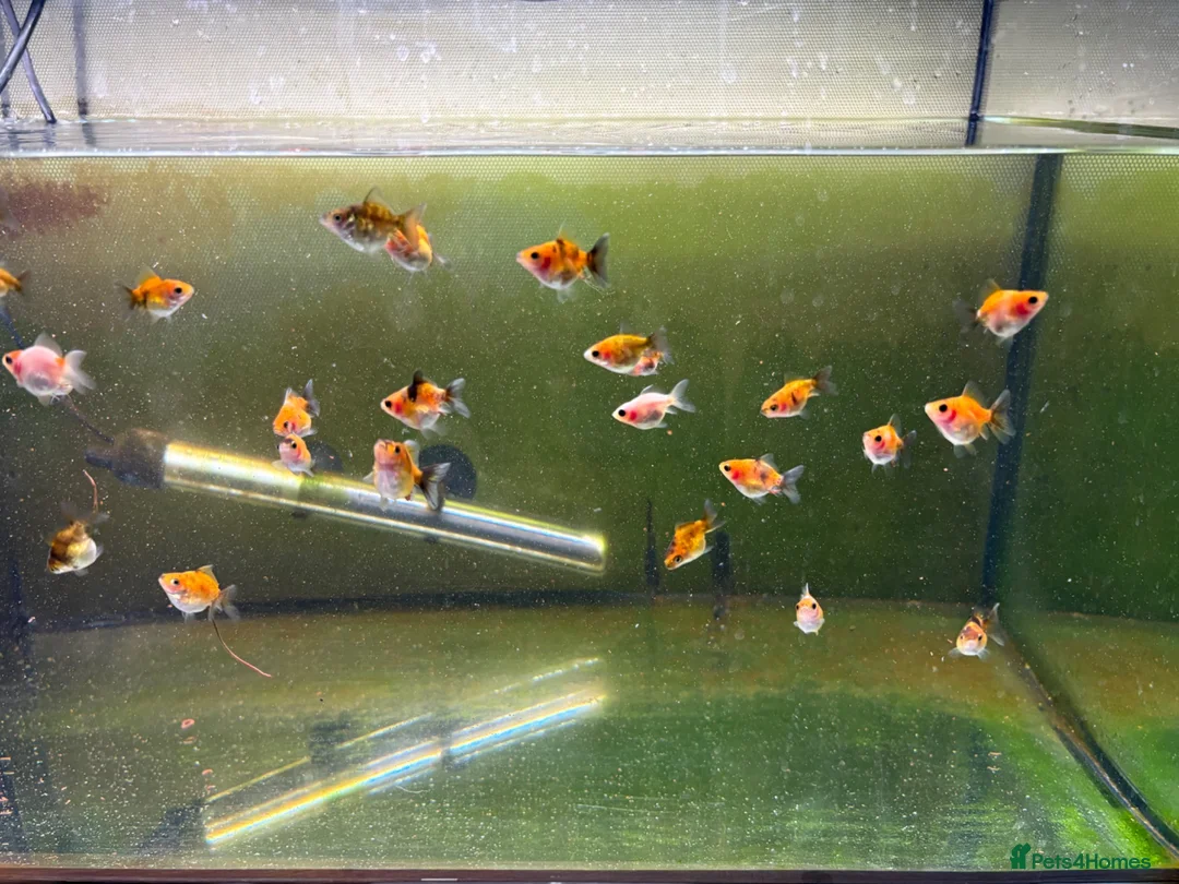 Fancy Goldfish fish for sale: Ryukin fry for sale  - Advert 1