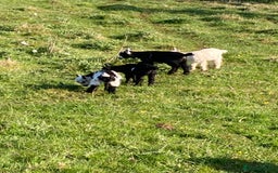 Goats livestock for sale: Gorgeous pigmy goats for sale - Image 15