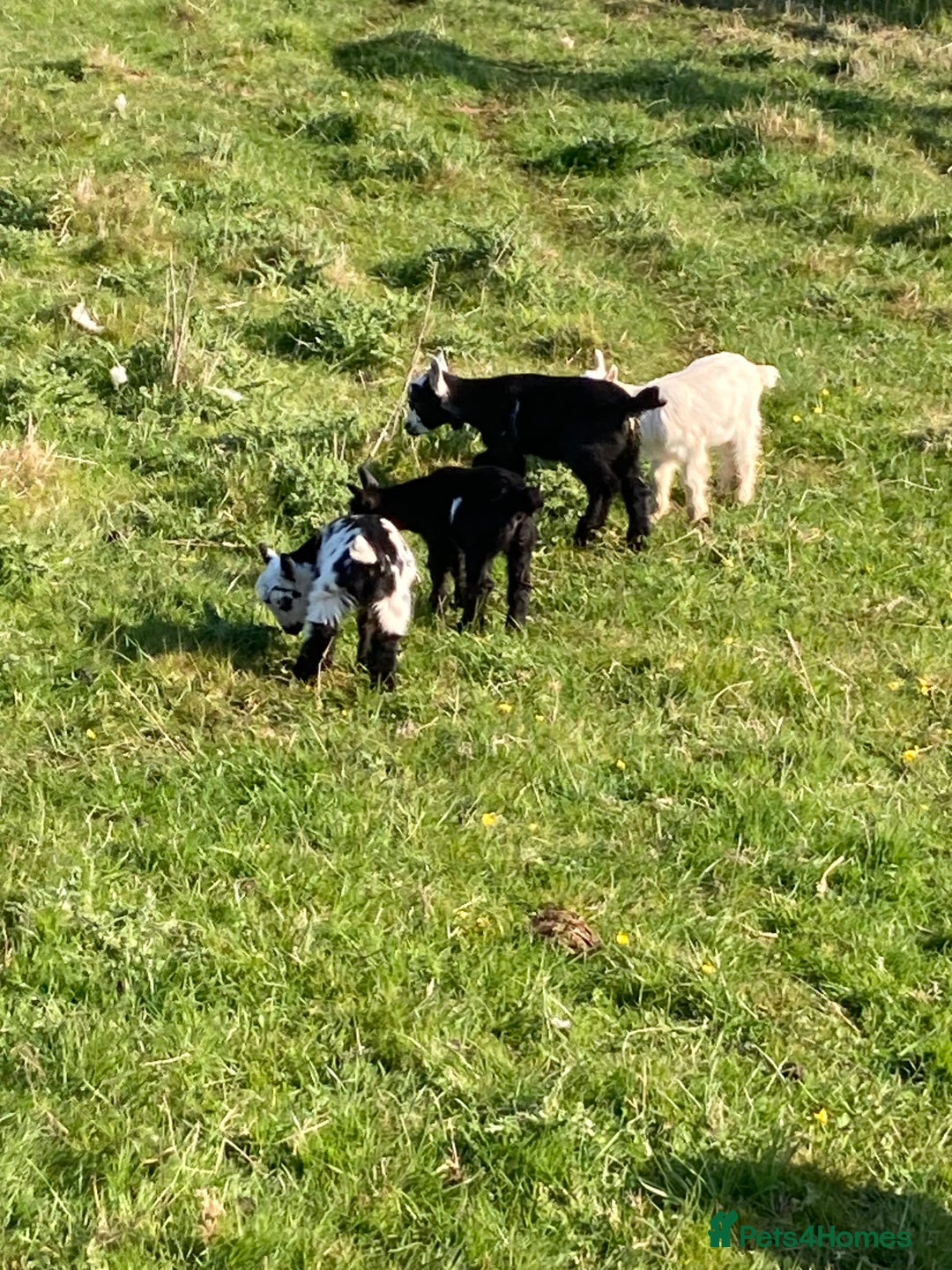 Goats livestock for sale: Gorgeous pigmy goats for sale - Image 15