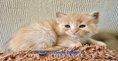 Maine Coon cats - Advert 7