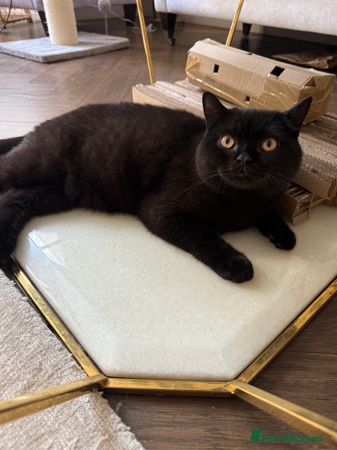 British Shorthair cats for sale: Black chunky boy 🖤🐈‍⬛ - Image 4