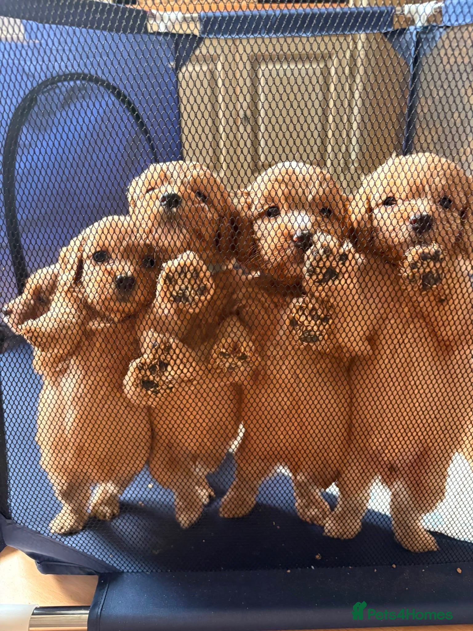 Cockapoo dogs Cockapoo pups ❤️ - Advert 17