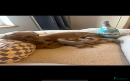 Miniature Dachshund dogs for sale: Two adult cream long haired sisters for sale  - Image 5