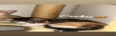Cookie