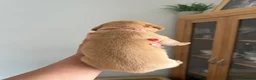 Labrador Retriever dogs for sale: KC Registered Fox Red Labrador Puppies in Houghton le Spring - Advert 11