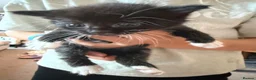 Mixed Breed cats for sale: Beautiful black and white kittens  in Bristol - Advert 8