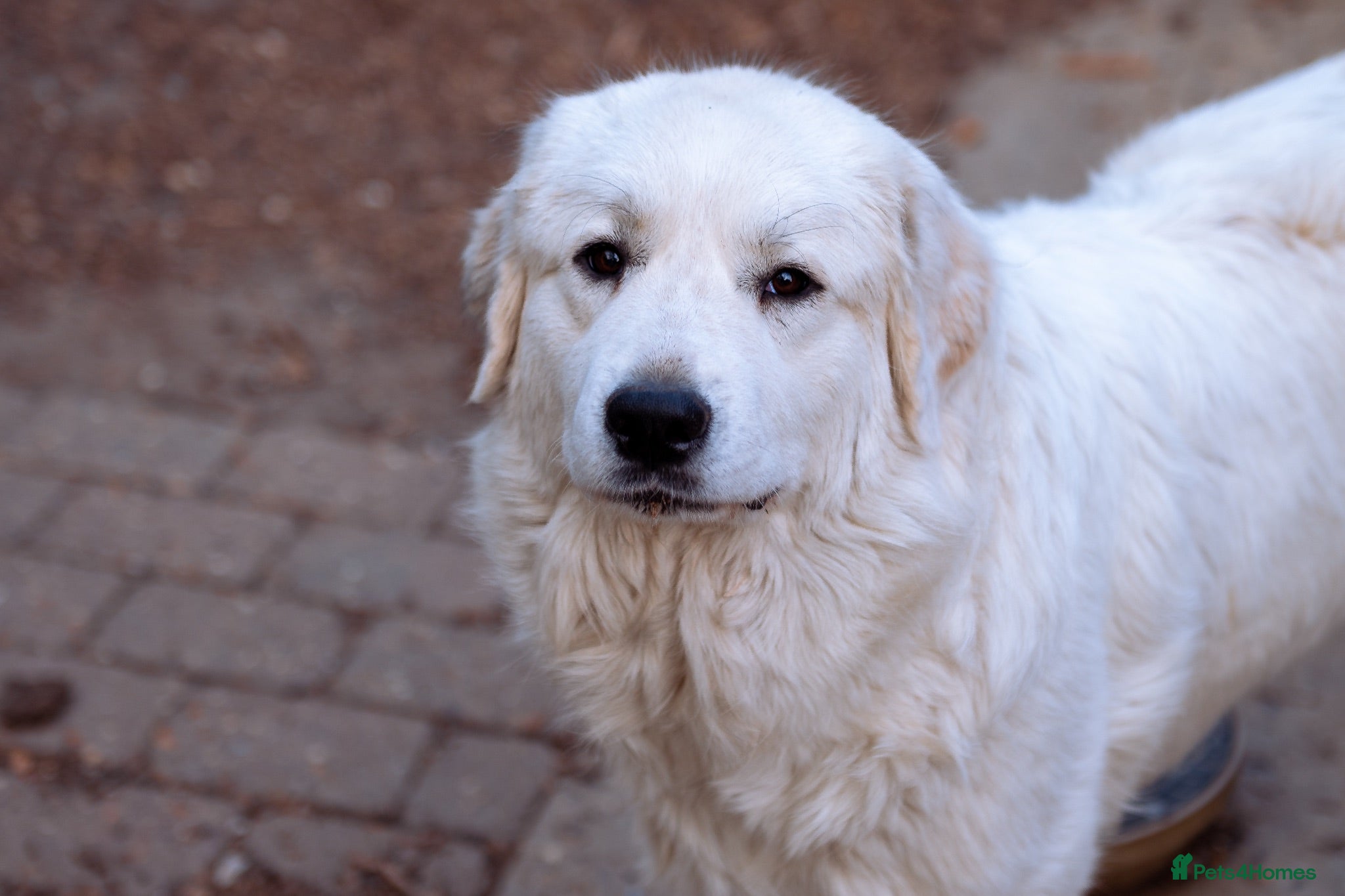 Mixed Breed dogs Pyredoodle Waiting List - F1 Mini  - Advert 2